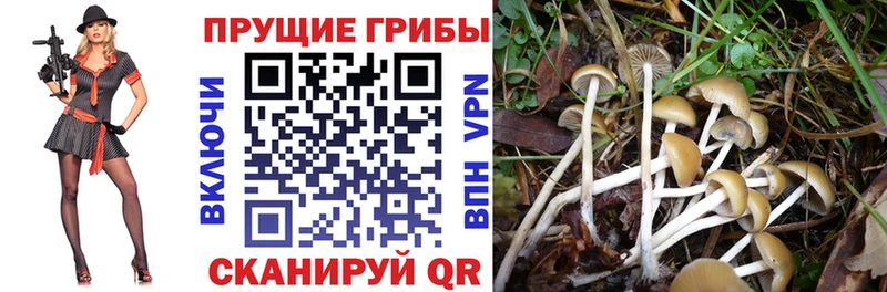 Купить закладки  Кодинск  Псилоцибиновые грибы Cubensis 