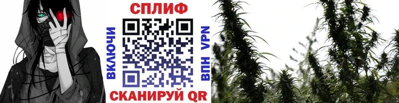 Купить закладки  Кодинск  Канабис план 
